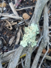 Flavoparmelia caperata