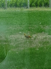 Emberiza citrinella caliginosa