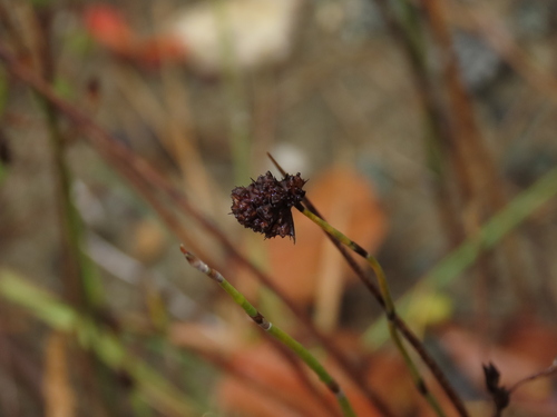 Apodasmia chilensis (Apodasmia chilensis)
