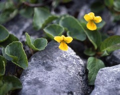 Viola biflora carlottae