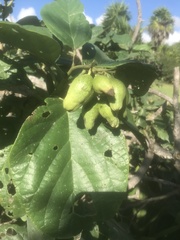 Cordia sebestena