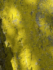 Chrysothrix xanthina