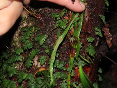 Notogrammitis angustifolia