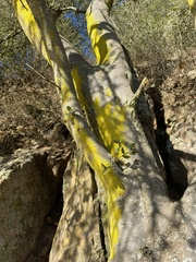 Chrysothrix xanthina