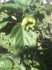 Cordia sebestena