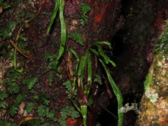 Notogrammitis angustifolia