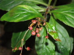 Lysimachia sertulata