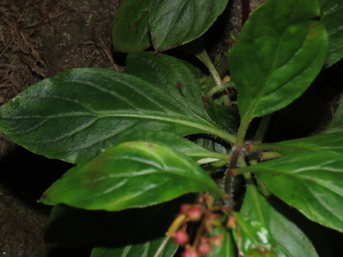 Lysimachia sertulata, photograph 6