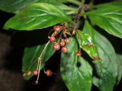 Lysimachia sertulata