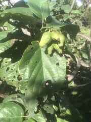 Cordia sebestena