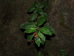 Lysimachia sertulata
