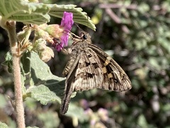 Thorybes dorantes calafia