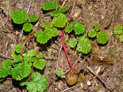 Rubus radicans