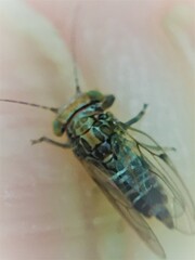 Phellopsylla formicosa