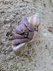 Coenobita