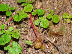 Rubus radicans