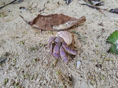 Coenobita