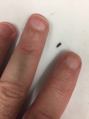 Phellopsylla formicosa