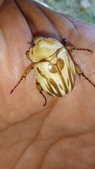 Cyclocephala crassa