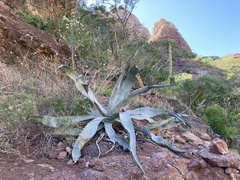 Agave sobria