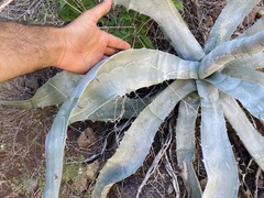 Agave sobria