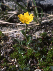 Tephroseris newcombei