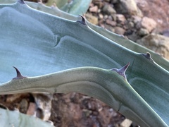 Agave sobria