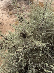 Enchylaena tomentosa