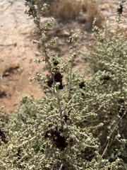 Enchylaena tomentosa