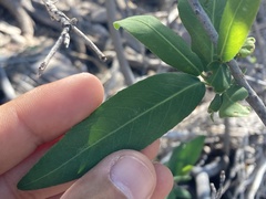 Pleradenophora bilocularis