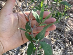 Pleradenophora bilocularis