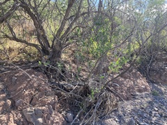 Pleradenophora bilocularis