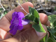 Ruellia californica