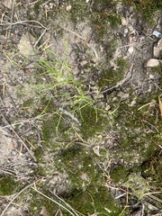 Harbouria trachypleura