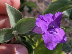 Ruellia californica
