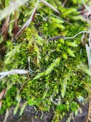 Brachythecium albicans