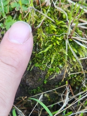 Brachythecium albicans