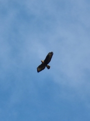 Buteo buteo rothschildi