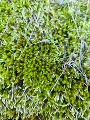 Brachythecium albicans