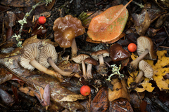 Gymnopus fuscopurpureus