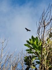 Buteo buteo rothschildi