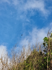 Buteo buteo rothschildi