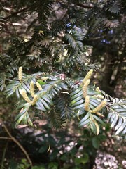 Prumnopitys ferruginea