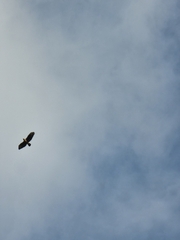 Buteo buteo rothschildi