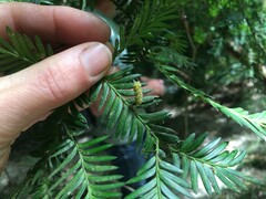 Prumnopitys ferruginea