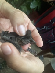 Nyctinomops laticaudatus