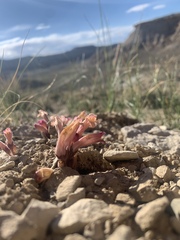 Aphyllon fasciculatum