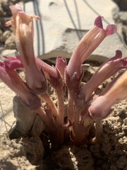 Aphyllon fasciculatum