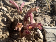 Aphyllon fasciculatum