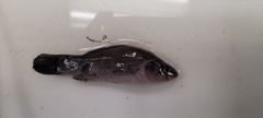Aphredoderus sayanus